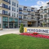 Peregrine gallery