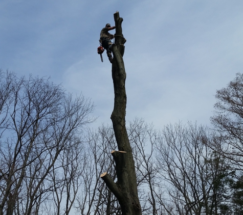 L&S Tree Service - Buffalo, NY