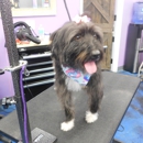 Waggerz Groom Room - Pet Grooming