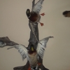 Rifles & Reels Taxidermy, LLC gallery