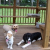 Dog Kidz Country Daycare & Boarding gallery