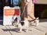 Banfield Pet Hospital - Pet Services