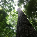 Congaree National Park - Places Of Interest