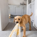 Fuzzy Buddy Pet Store - Pet Stores