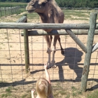 Lewis Farm Market & Petting Farm