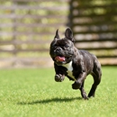 Journey's End Pet Cremation Services - Cemeteries