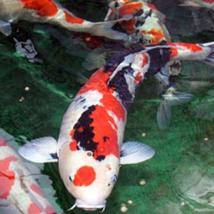 Michigan Koi Ponds - Marysville, MI