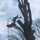 Metalback Tree Service