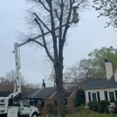 Chester Tree Care - Tree Service