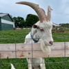 Simmons Farm Petting Zoo gallery