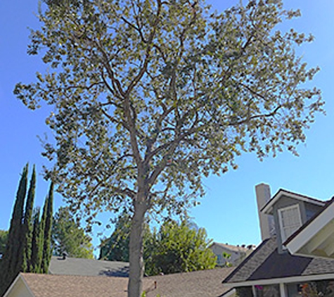 Budget Tree Service - Westlake Village, CA