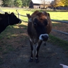 Billings Farm & Museum gallery