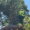Anderson Tree Care Specialists gallery