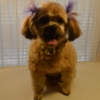 DIPPITY-DO  DOG GROOMING gallery