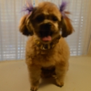 DIPPITY-DO  DOG GROOMING - Pet Grooming