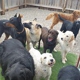 Bark & Play Daycare & Suites, L.L.C.