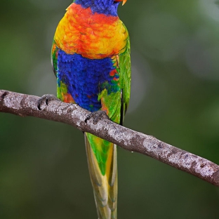 Living Jungle - Ramsgate, NSW