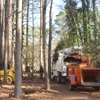 Black Bear Tree Service gallery