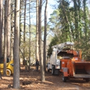 Black Bear Tree Service