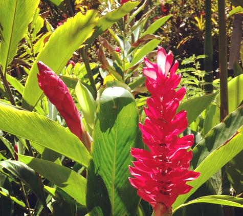 South Maui Gardens - Kihei, HI