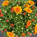 Persons Farms & Greenhouse - Nursery Schools