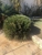 BJK Lawn Care - Lawn Maintenance