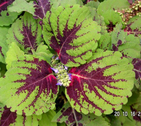 Ilex Farms Nursery - Northport, AL