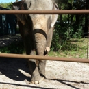 Two Tails Ranch: All About Elephants - Zoos