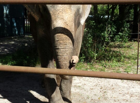 Two Tails Ranch: All About Elephants - Williston, FL