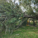 Oakleaf Tree Services - Arborists