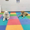 Waggin Trains gallery