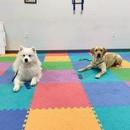 Waggin Trains - Pet Training