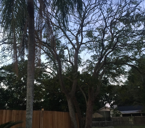 Coronado Lawn & Landscape - Winter Haven, FL. Before tree removal