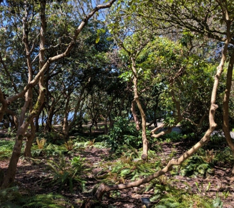 Crystal Springs Rhododendron - Portland, OR