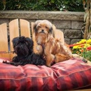 Z Bones Pet Mercantile - Pet Services