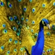 Peacock Bailbonds