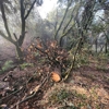All Aspect Tree Service gallery