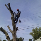 Wilson Tree Service