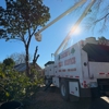 Tates Tree Service gallery