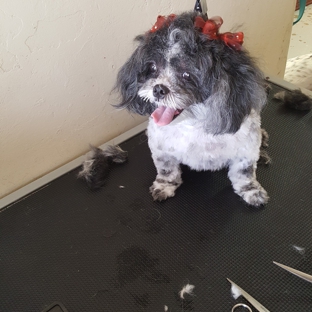 Puppy bath pet grooming salon - Tucson, AZ
