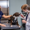 Veterinary Eye Center - Massachusetts gallery