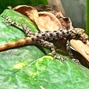 Terrarium Station - Pet Stores