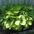 Savory's Gardens - Garden Centers