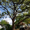 TreeTime gallery