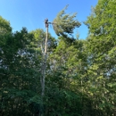 Sky High Tree Service - Tree Service