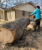 Texas Tree Tops-Tree Services - Tree Service