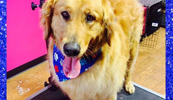 Carli's Pet Grooming - Bellevue, IA