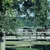 Dovington Equestrian Center gallery