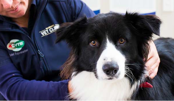 Warwick Veterinary Clinic - Warwick, QLD