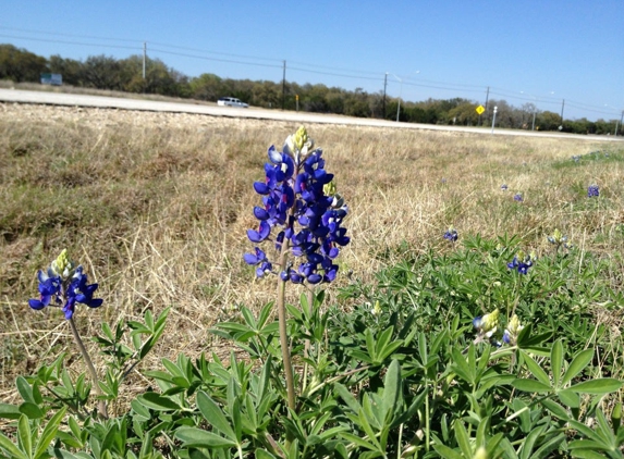 Dollar Tree - Marble Falls, TX